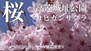 桜　高遠城址公園コヒガンザクラ2021 3/31開花状況