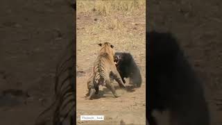 Tiger Vs Bear