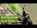 BuitenGewoon - Op de Veluwe