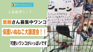 保護いぬねこ大譲渡会の風景 in 広島  :  里親募集中のワンコ #Shorts #保護犬 #里親募集 #殺処分 #犬 #譲渡 #dog #ピースワンコ