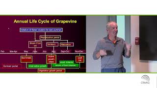 Comprendre la physiologie de la vigne pour améliorer la gestion de la vigueur - V.O.A.