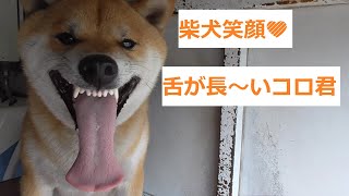 柴犬コロ君のかわいい素敵な笑顔です！（舌が長い）【Shiba Inu's smile and long tongue】