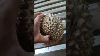 Intip Durian Sumpung #belahduren #durianlokal #durian