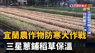 宜蘭農作物防寒大作戰 三星蔥鋪稻草保溫－民視新聞