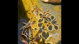 Thirsty European paper wasps (Polistes dominula)