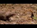 psycho shrew vs. scorpion animal fight night