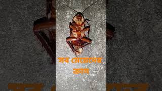 এটা এমন এক জিনিস যেটা সব মেয়েদের পাগল বানিয়ে ছাড়ে🤣#cockroach #short #video