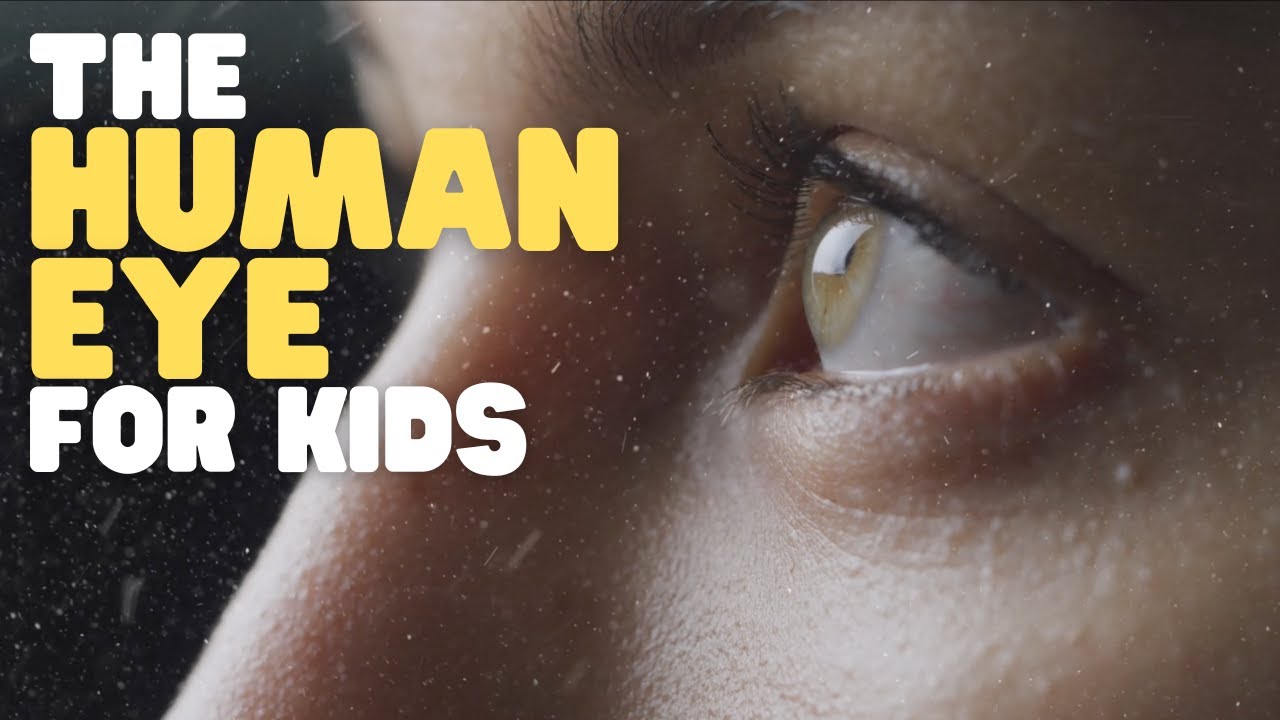 The Human Eye For Kids | Learn Why And How Eyes Allow Us To See - YouTube