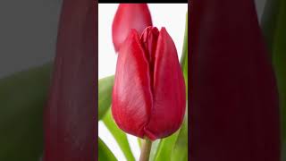 ТРОГАТЕЛЬНАЯ  ЛЕГЕНДА О ТЮЛЬПАНЕ #shorts #zagadkiistorii#tulip