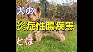 【愛犬のための知識】犬の炎症性腸疾患（ＩＢＤ）とは【犬を知る】