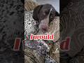 German Shorthaired Pointer GSP puppy would...🤔🙃🐶 #shorts #ytshorts #dog #gsp #gsd #viral