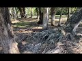 riverbreeze county park bissett mound bissett plantation florida