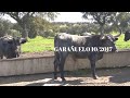 VIDEO TORO GARAÑUELO 10/2017