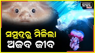 ଗଭୀର ସମୁଦ୍ରରୁ ମିଳିଲା ବିଚିତ୍ର ଜୀବ.. ବୈଜ୍ଞାନିକଙ୍କ ସନ୍ଧାନ ହେଲା ସଫଳ