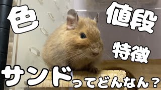 【デグー】サンドってどんな色？その他に特徴や値段紹介するよ！！