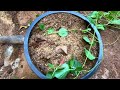 മുറിഞ്ഞുപോയ പൂച്ചവാൻ chenille hispida how to grow watering possession fertilizer sunlight potingmix