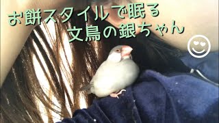 お餅スタイルで眠る文鳥の銀ちゃん