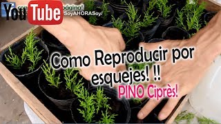 Como Reproducir Pino Limón Ciprés por esquejes!!!