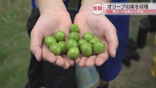 小豆島の小学生がオリーブの収穫体験　加工後、学校給食に「育てている人にありがとう」香川