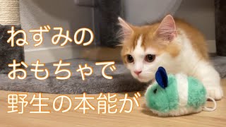 ねずみのおもちゃあげてみたらこうなりました