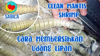 CARA BERSIHKAN UDANG LIPAN || CLEAN MANTIS SHRIMP