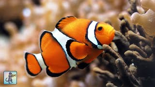 3 HOURS of Aquarium Relax Music - Coral Reef Aquarium - Stunning Clown Fish Aquarium