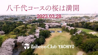 Sakura PV Yachiyo