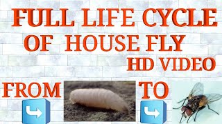 Full LifeCycle Of House Fly From Egg To House Fly FULL VIDEO MUST WATCH