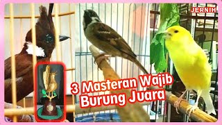 3 Masteran Wajib Andalan Burung Juara