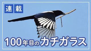 連載100年目のカチガラス③　ひな、佐賀県保護施設に続々　カラスからの襲撃被害が最多（2023年7月20日）