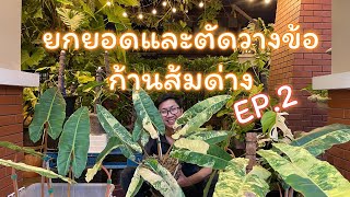 ก้านส้มด่าง | ขยายพันธ์โดยวิธี | ยกยอด | วางข้อ | EP.2