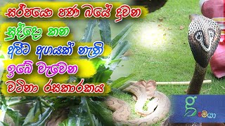 207 සුද්දන්ට සුප් වලට නැතුවම බැරි ඉබේ හැදෙන හින්ද වටිනාකමක් නැති අදු කොල