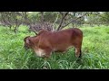 ពូជគោប្រាម៉ាន់ i like this cow so much braman breed