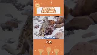 雪豹：還以為你真這么勇呢#神奇動物在抖音 #狗子的迷惑行為 #搞笑 #今日分享