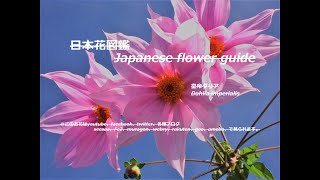 高さ七メートル！草です？Seven meters high! Is it grass?　皇帝ダリア（こうてい）Dahlia imperialis　季節の花　日本花図鑑　J flower guide