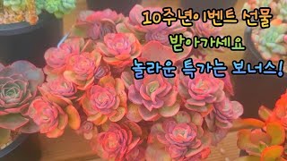 다육이 10주년이벤트! 다육식물 선물받아가세요 놀라운 특가는 보너스! 수제화분선물드려요 SucculentGarde, 다육이, 多肉植物, Succulents, Echeveria,