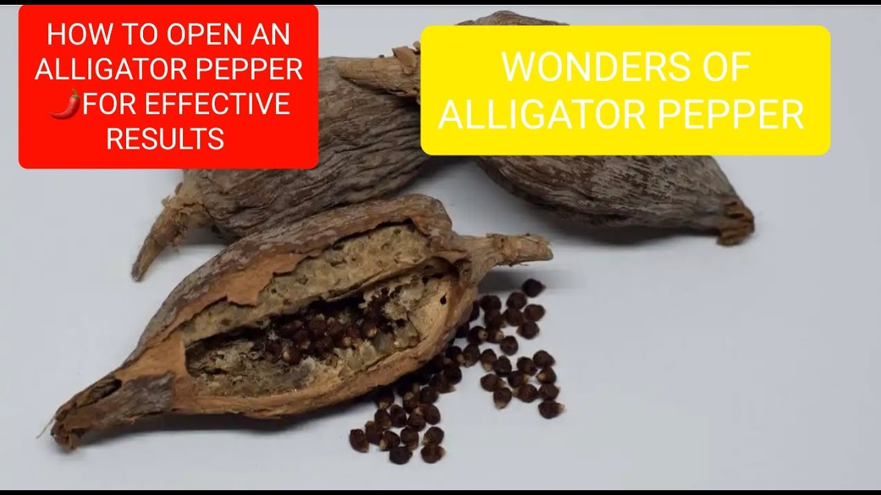 Spiritual Uses Of ALLIGATOR PEPPER 🌶.How To Open It For Spiritual ...