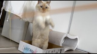 大好きなカシャカシャぶんぶんで遊ぶ猫が可愛い