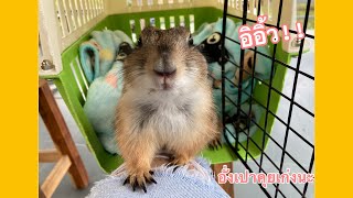 อั่งเปาดีใจได้ไปเที่ยว อิอิ้วไม่หยุดเลย | โมเมกับอั่งเปา Aungpao prairiedog