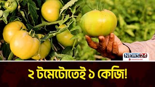 টমেটোর নাম সুলতান সুলেমান | Giant Tomato | Vegetables | News24 Special