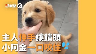 黃金獵犬見主人伸手「不饋頭反咬一口」｜寵物動物｜狗｜精選影片