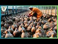 China Quail Farm - How Chinese Farmers Make Millions of Dollars Every Year from Raising Quail