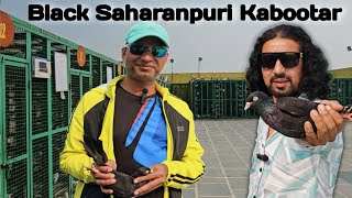 किसने कहा Saharanpuri Kabootar नहीं उड़ते | Ustad Shahriq Islam | Black Pigeon | Jaipur tonk Pigeons