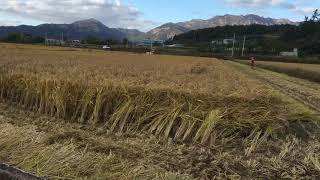 벼 수확(Rice harvest in korea)