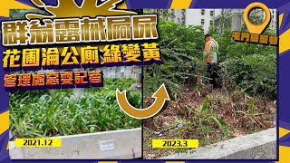 猖狂！群翁屯門露械屙尿 直擊花圃淪公廁遍草禿枯 起因竟然係咁｜管理處被斥懶理 職員發惡耍記者｜田景邨田翠樓｜齊柏林熱狗店特約爆片爆相｜Channel C HK