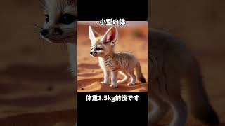 フェネックギツネの魅力：砂漠の小さなサバイバー #雑学