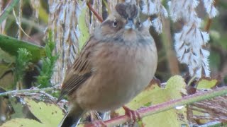 【鳥キロク】枝にとまるホオジロ