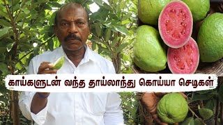 தாய்லாந்து கொய்யா செடிகள் பராமரிக்கும் முறைகள் | Thailand Guava Gardening for Maximum Yield