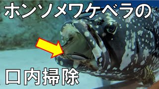 タマカイとホンソメワケベラ