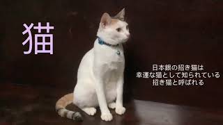 ฉันชื่อ…เนโก๊ะ 猫  日本銀の招き猫は、幸運な猫として知られている、招き猫と呼ばれる